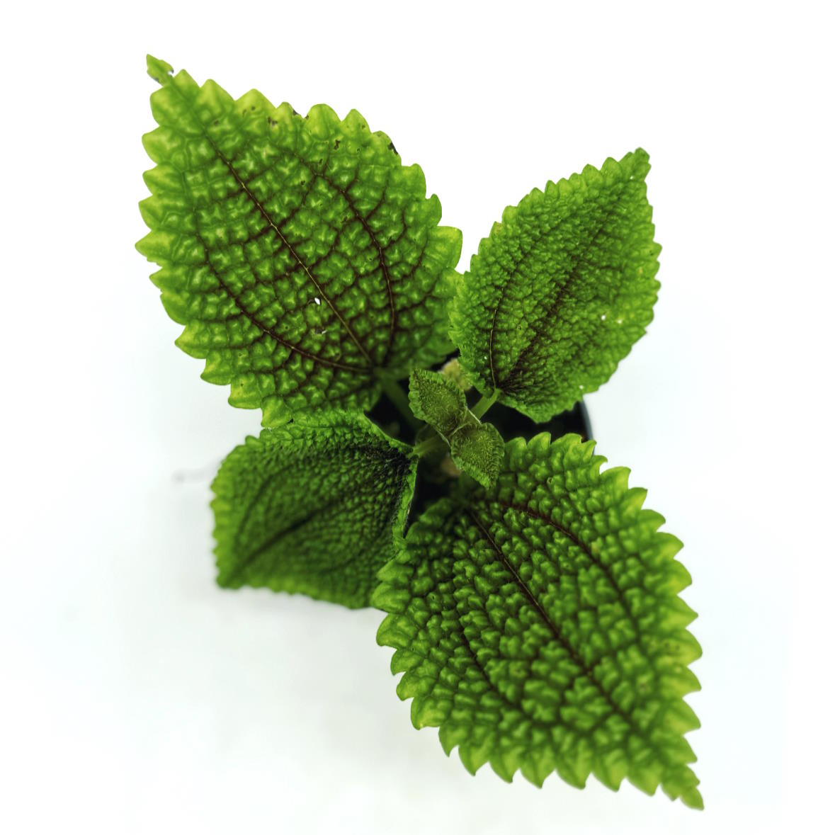 Pilea involucrata 'Moon Valley' | Nesselpflanze