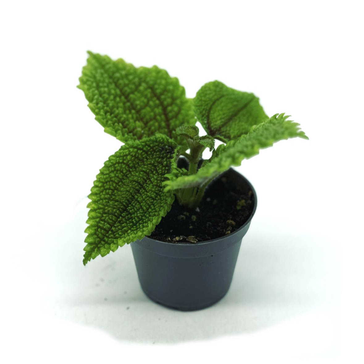 Pilea involucrata 'Moon Valley' | Nesselpflanze