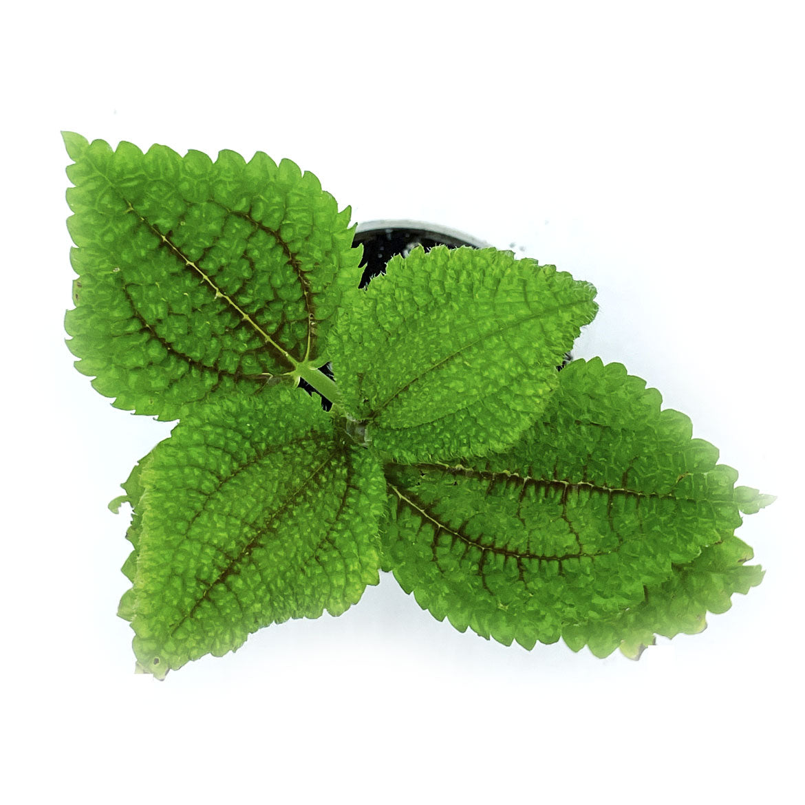Pilea involucrata 'Moon Valley' | Nesselpflanze