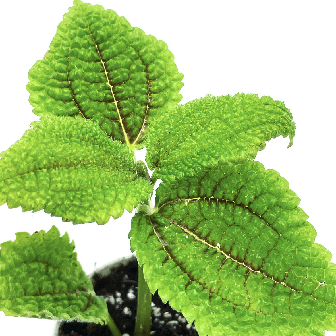 Pilea involucrata 'Moon Valley' | Nesselpflanze