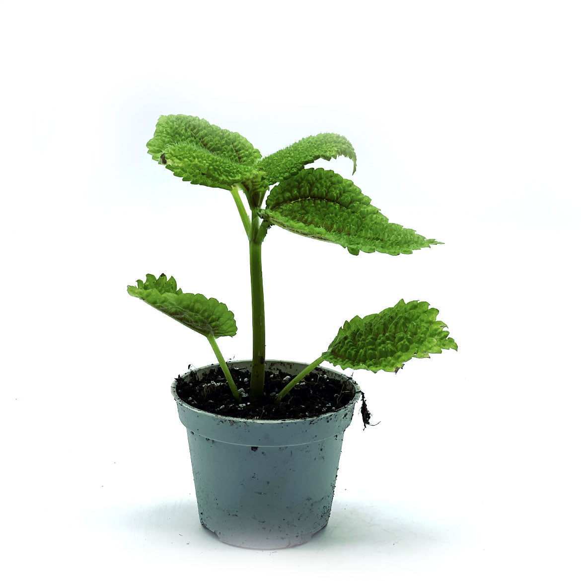 Pilea involucrata 'Moon Valley' | Nesselpflanze
