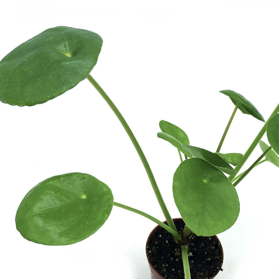 Pilea peperomioides | Glückstaler | ufo plant