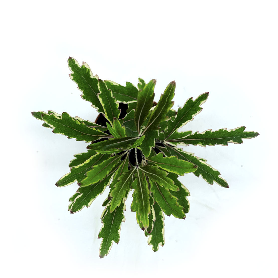 Plerandra elegantissima 'Bianca' | ehem. Schefflera | Falsche Aralie