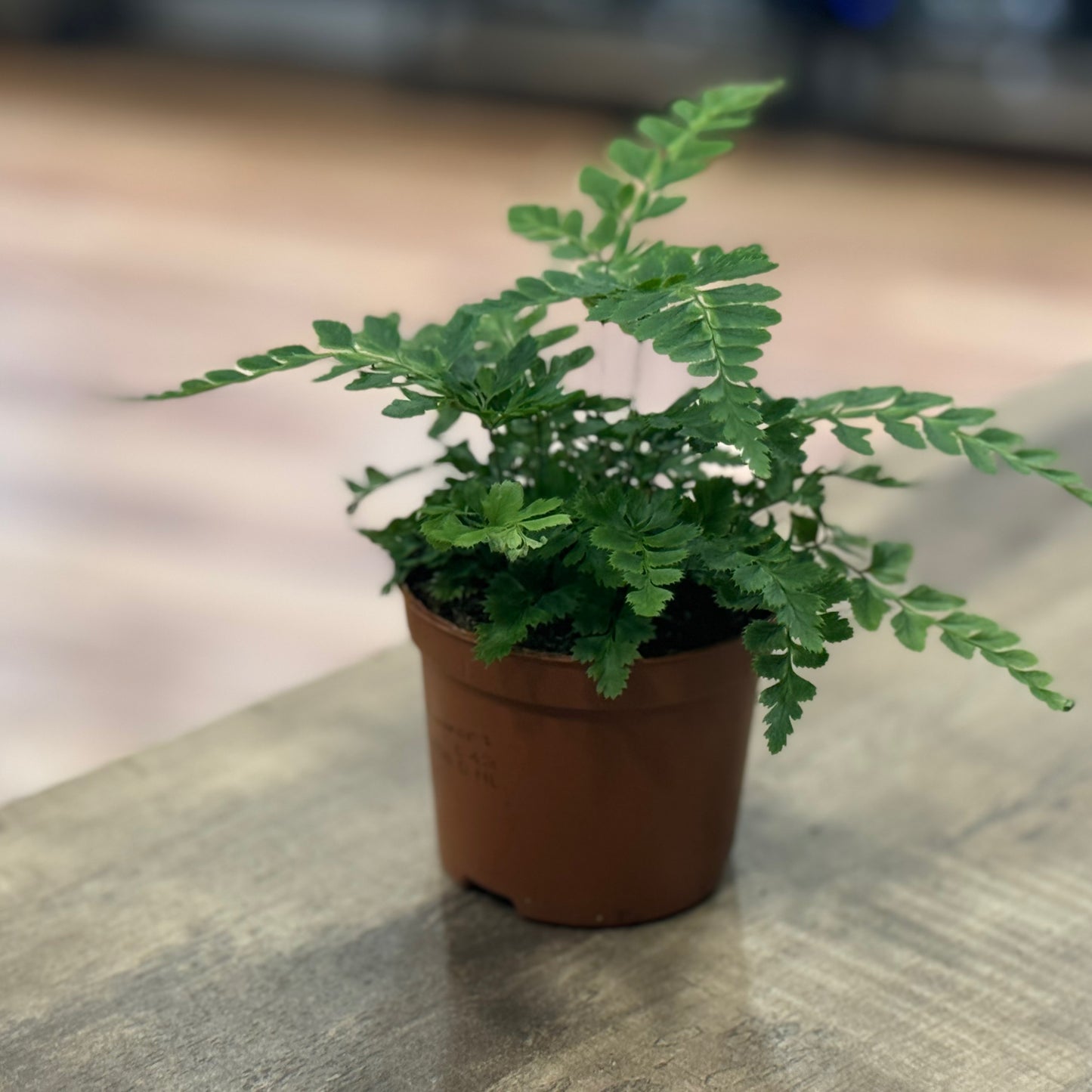 Rumohra adiantiformis 'Variegata' | panaschierter Lederfarn