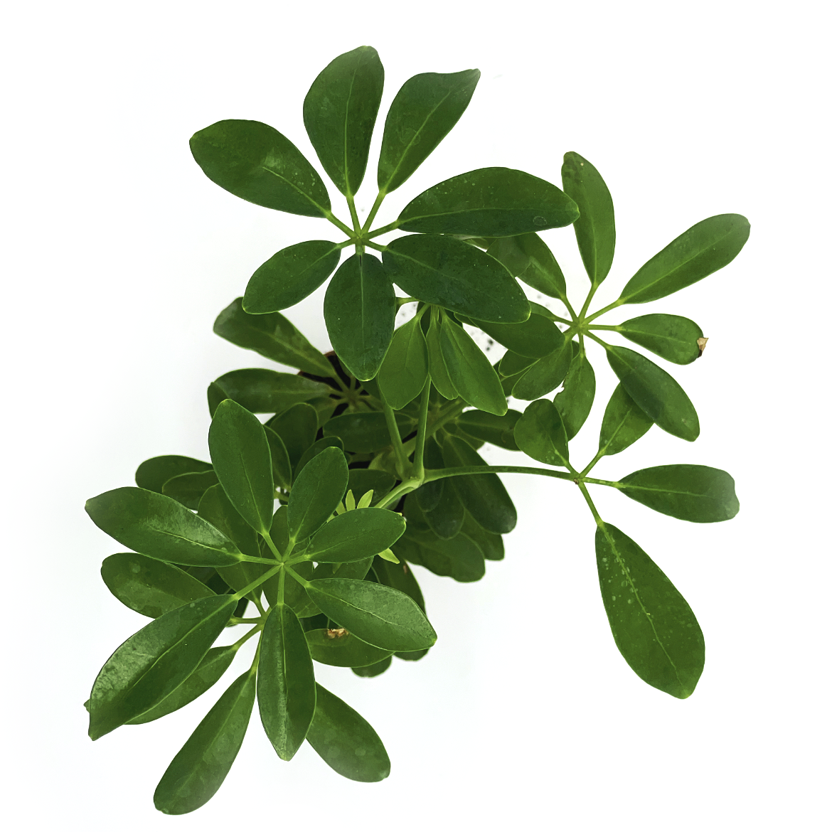 Schefflera arboricola | Strahlenaralie | Lackblatt