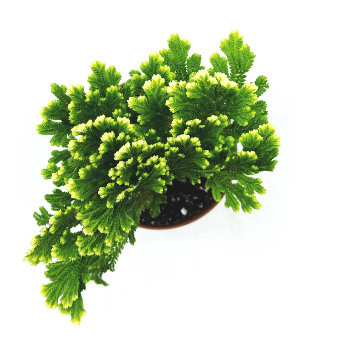 Selaginella martensii 'Frosty' | Marten‘s Moosfarn | Mooskraut