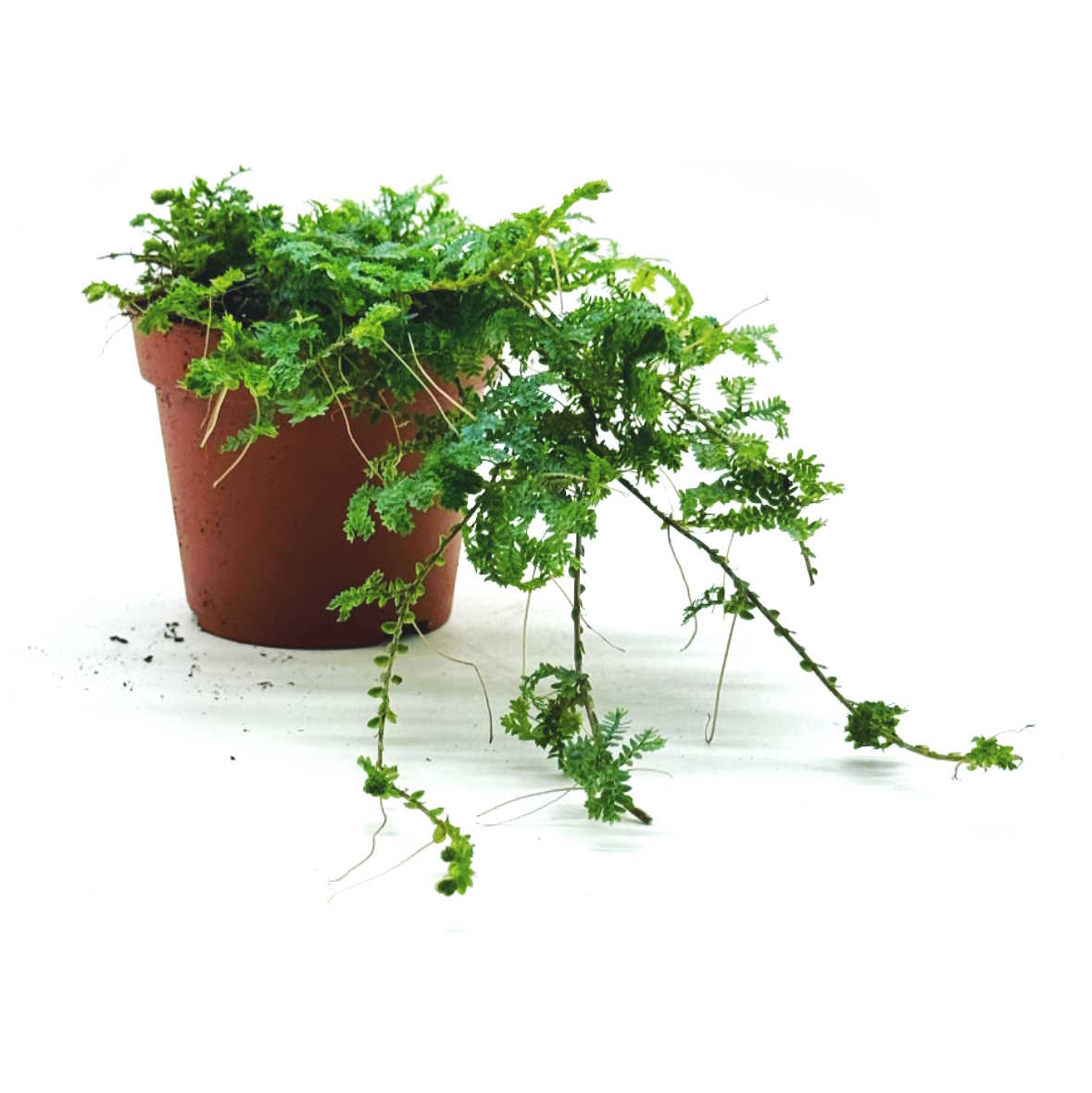 Selaginella uncinata | Moosfarn | spike moss | rainbow moss