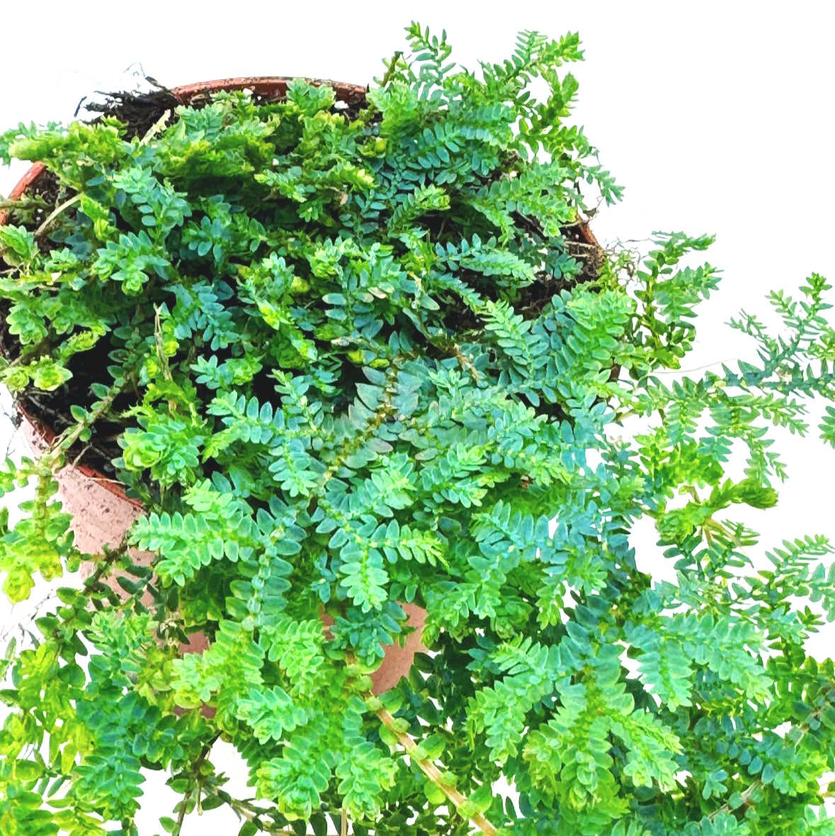 Selaginella uncinata | Moosfarn | spike moss | rainbow moss
