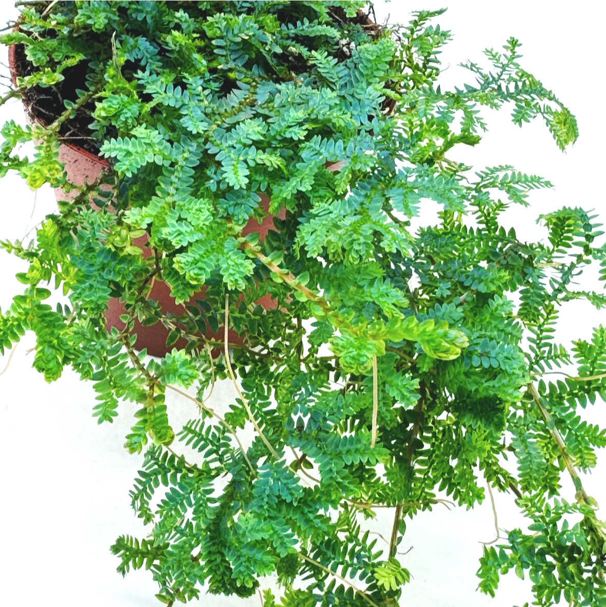 Selaginella uncinata | Moosfarn | spike moss | rainbow moss