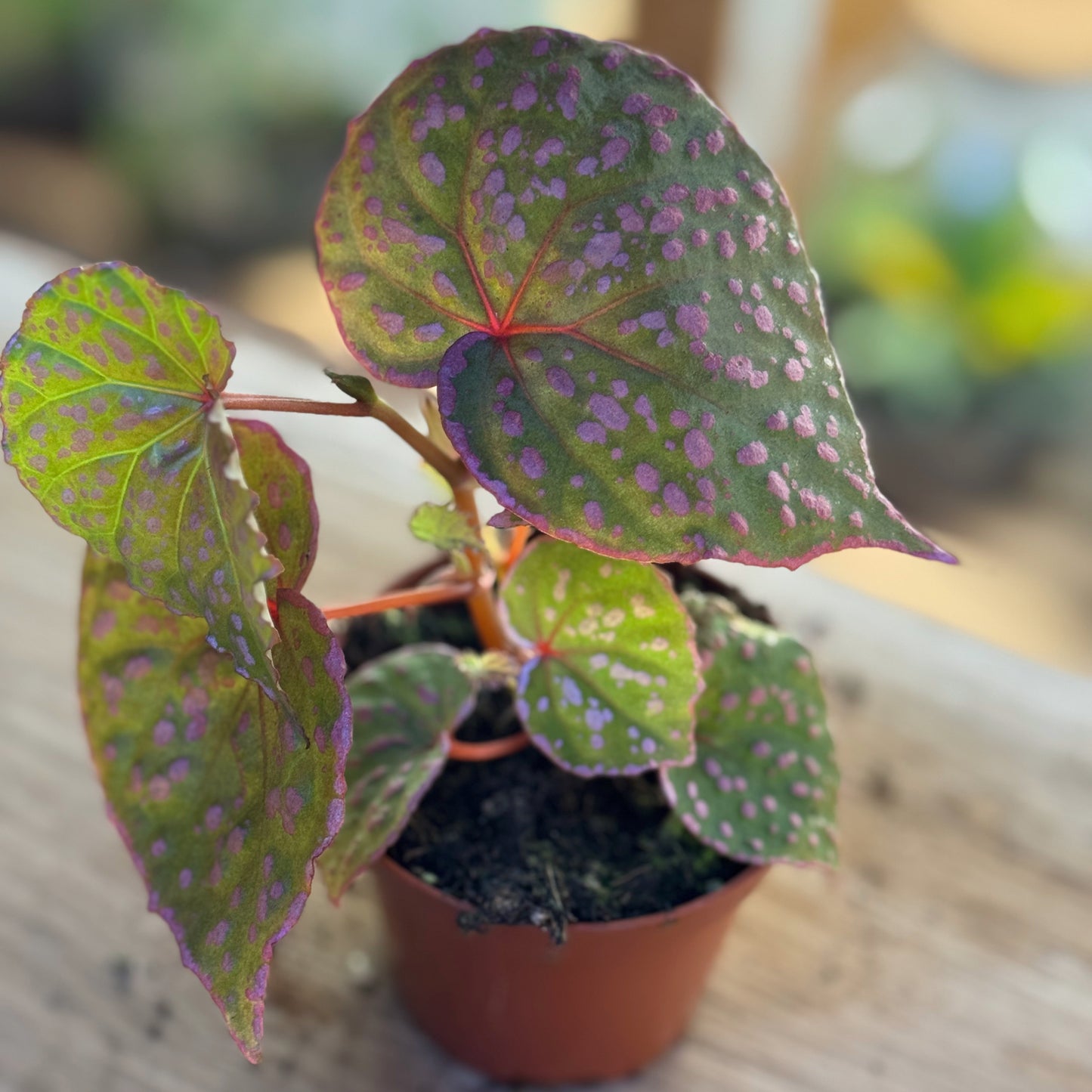 Begonia sp. Muara Wahau