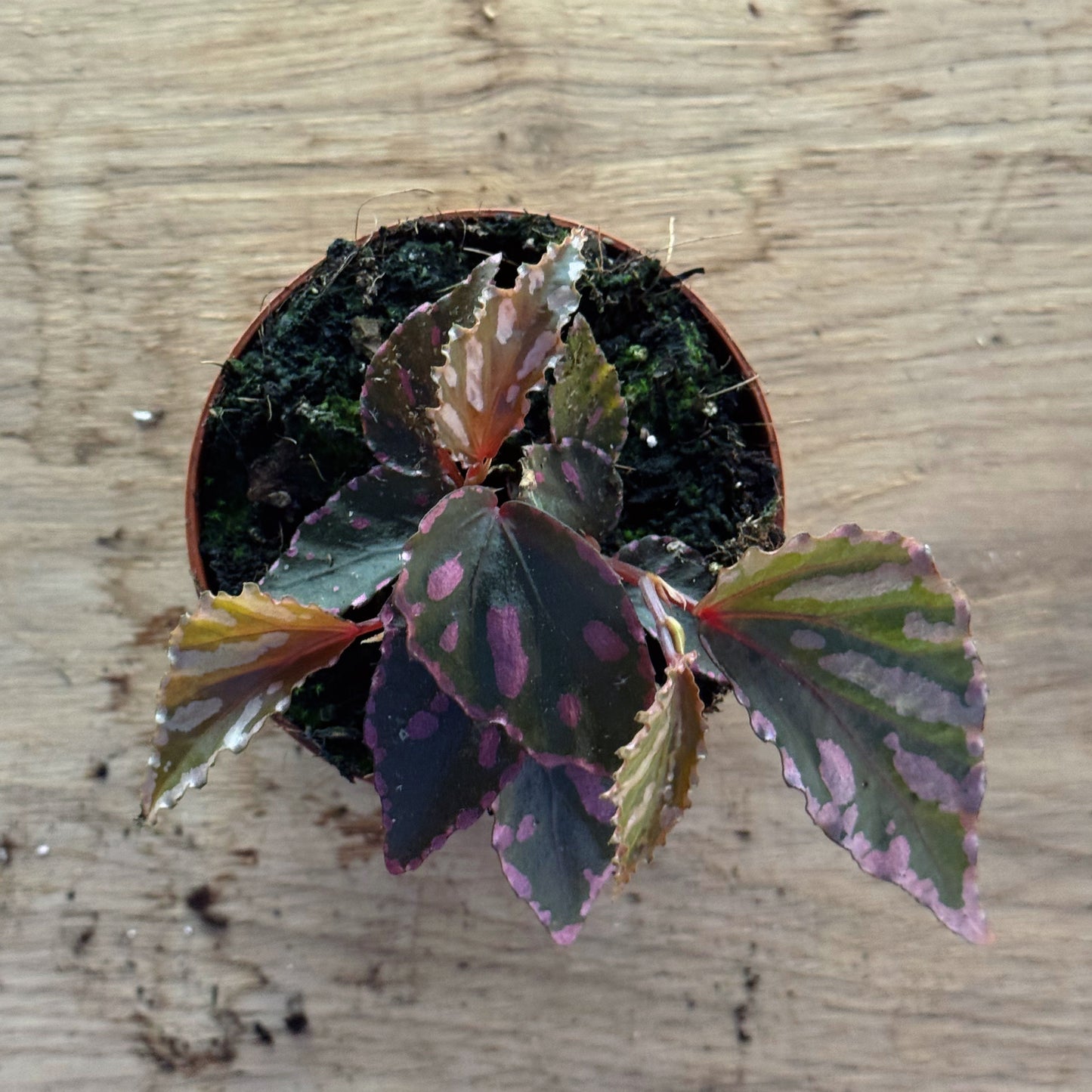 Begonia sp. julau