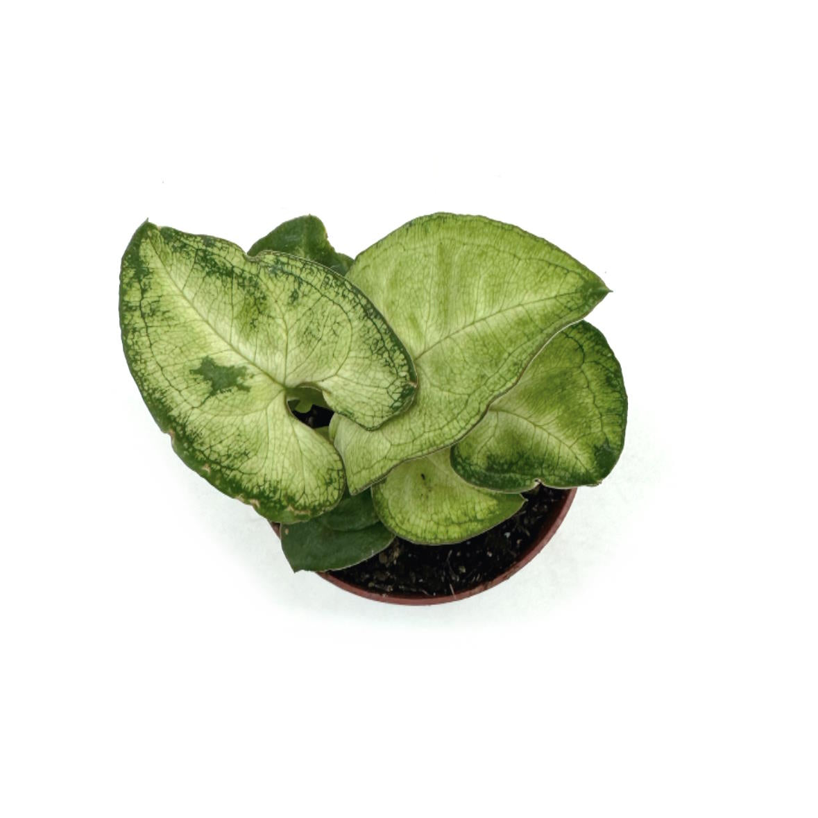 Syngonium podophyllum 'White Butterfly' | Purpurtute