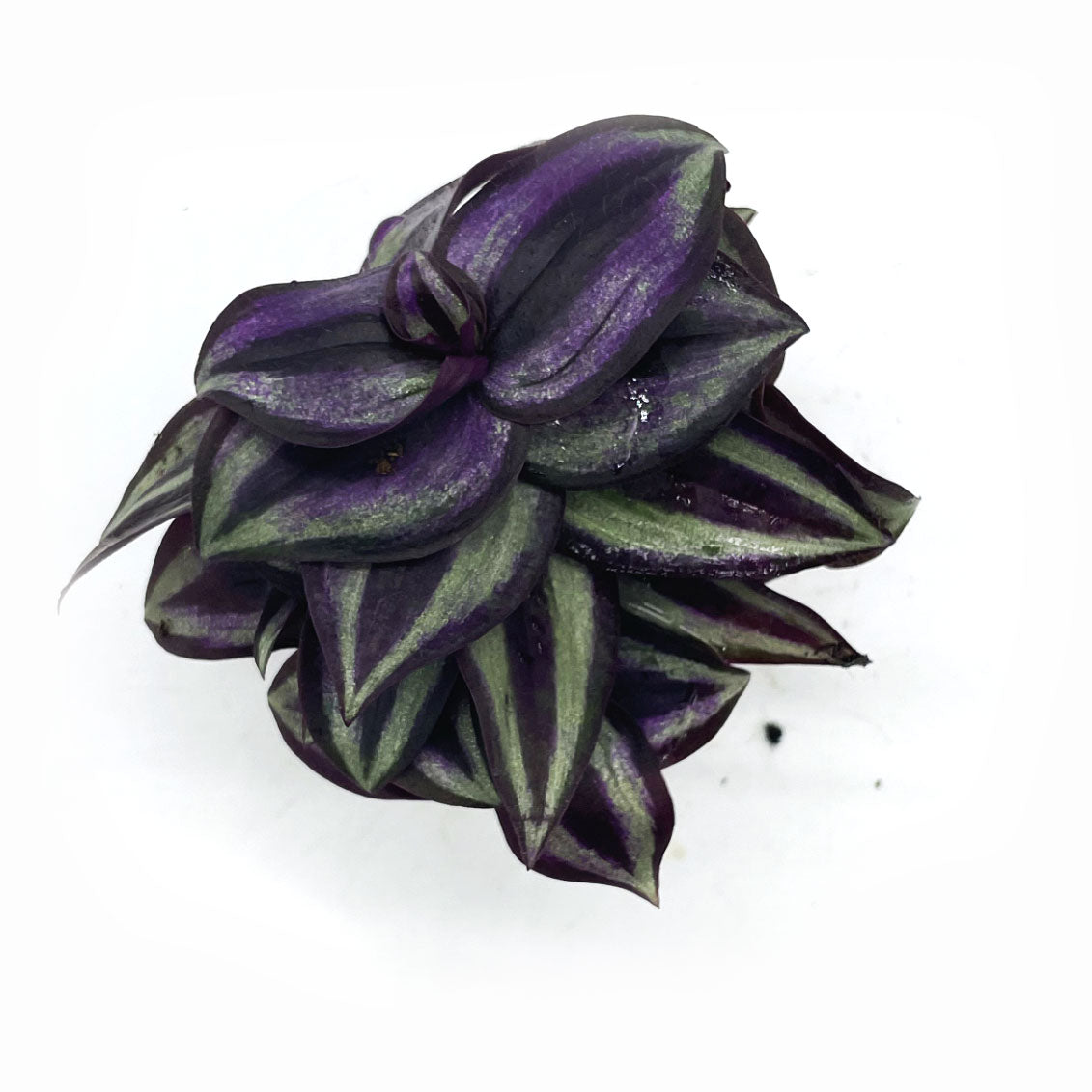 Tradescantia zebrina 'Pink Joy' | Zebrakraut