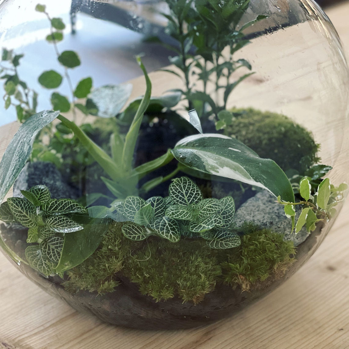 Flaschengarten ‚Plant Bowl Big - White Wizard‘ - DIY-Set