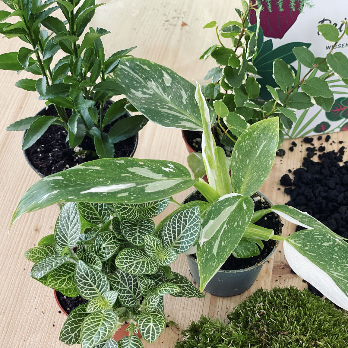 Flaschengarten ‚Plant Bowl Big - White Wizard‘ - DIY-Set