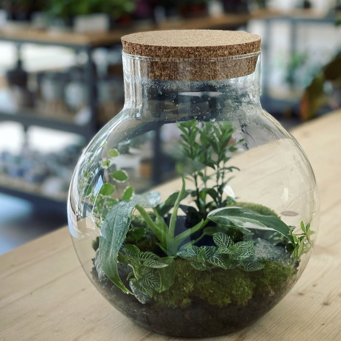 Flaschengarten ‚Plant Bowl Big - White Wizard‘ - DIY-Set