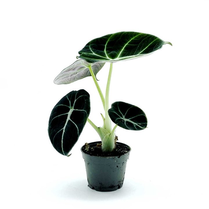Alocasia reginula 'Black Velvet' | Juwel Alokasie | Pfeilblatt | Tropenwurz