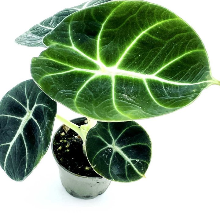 Alocasia reginula 'Black Velvet' | Juwel Alokasie | Pfeilblatt | Tropenwurz