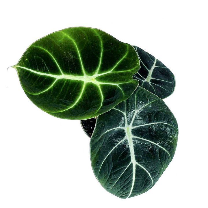 Alocasia reginula 'Black Velvet' | Juwel Alokasie | Pfeilblatt | Tropenwurz