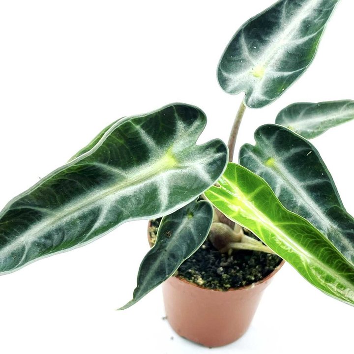Alocasia x Amazonica 'Dwarf Amazonica' | Alokasie | Pfeilblatt | Tropenwurz