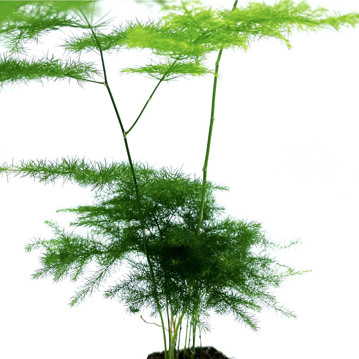 Asparagus setaceus | Zierspargel