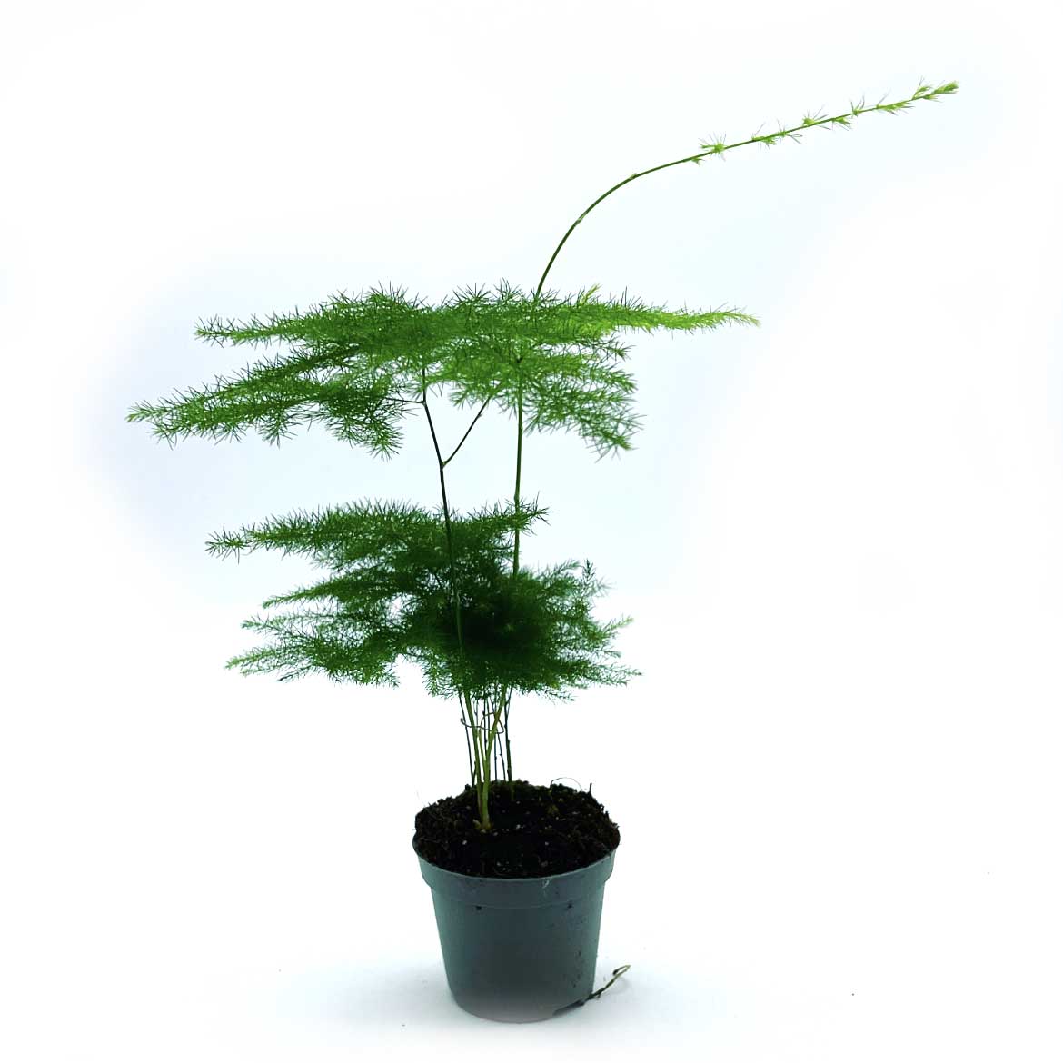 Asparagus setaceus | Zierspargel