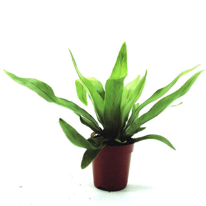 Asplenium antiquum | Nestfarn | Streifenfarn