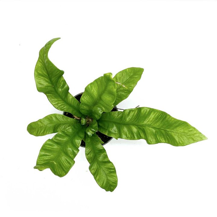 Asplenium nidus 'Crispy Wave' | Nestfarn