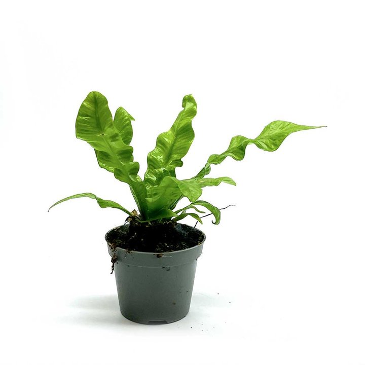 Asplenium nidus 'Crispy Wave' | Nestfarn