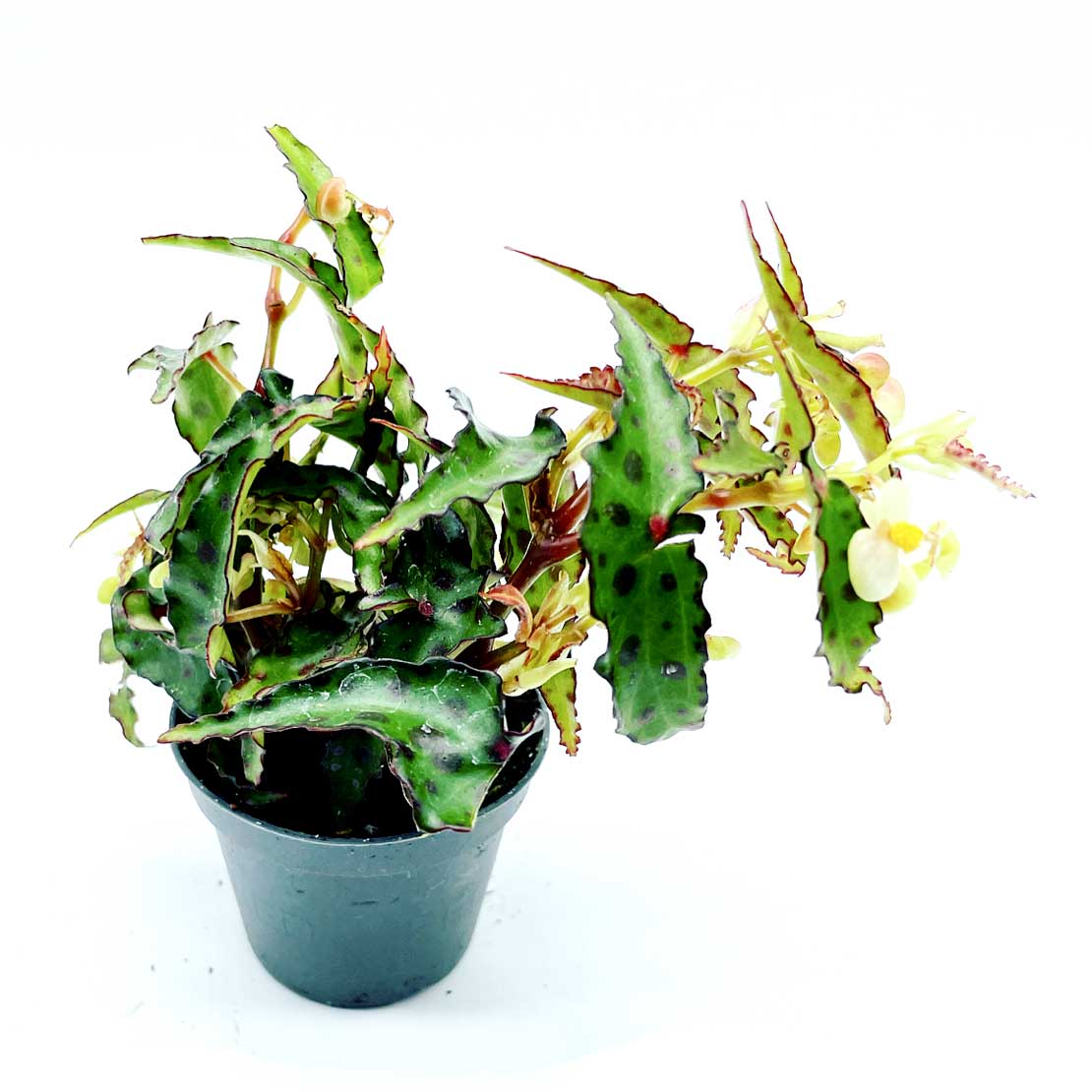 Begonia amphioxus | Schmetterlingsbegonie