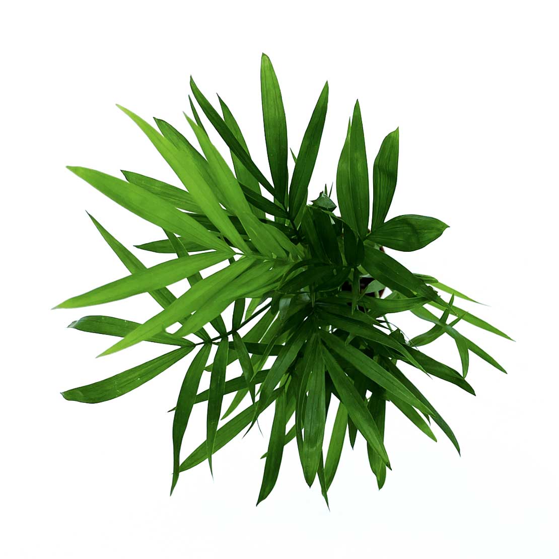 Chamaedorea elegans | Zierliche Bergpalme