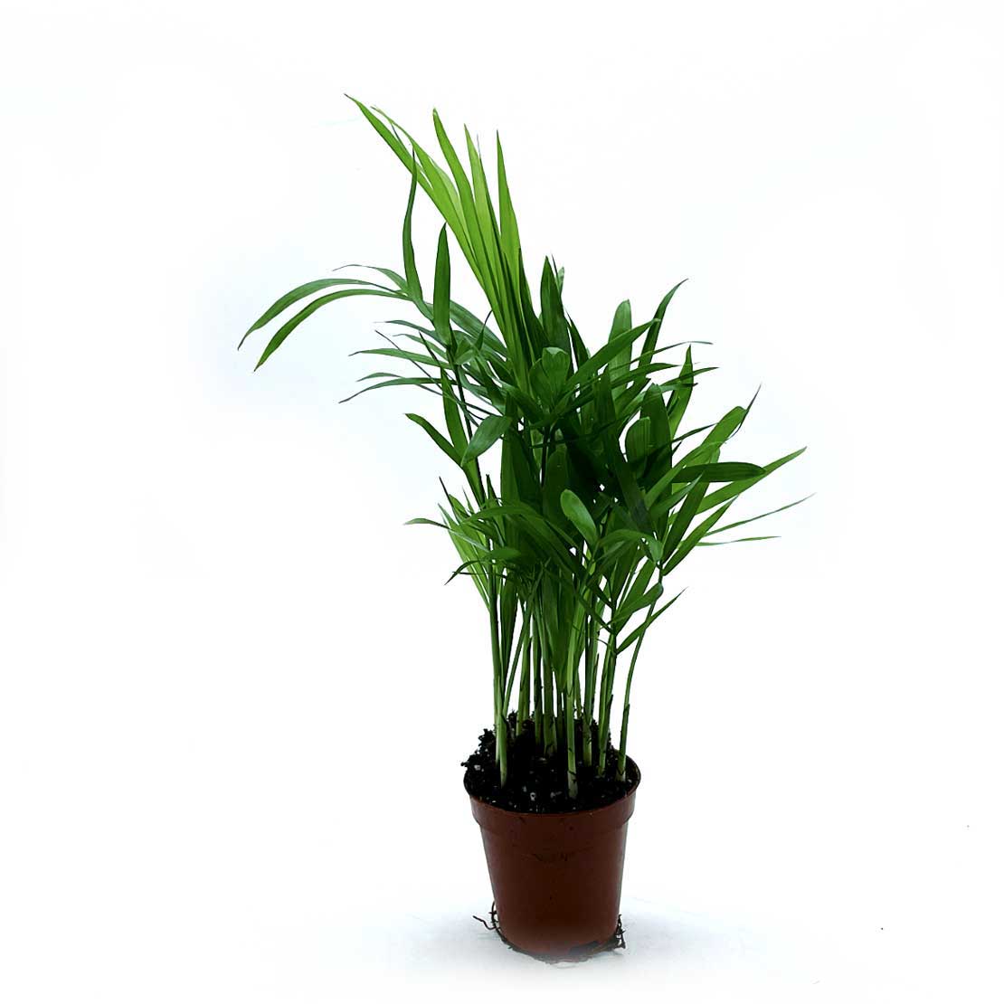 Chamaedorea elegans | Zierliche Bergpalme