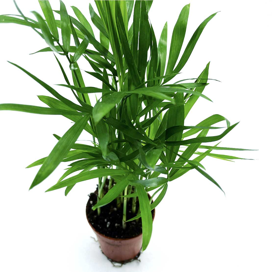 Chamaedorea elegans | Zierliche Bergpalme
