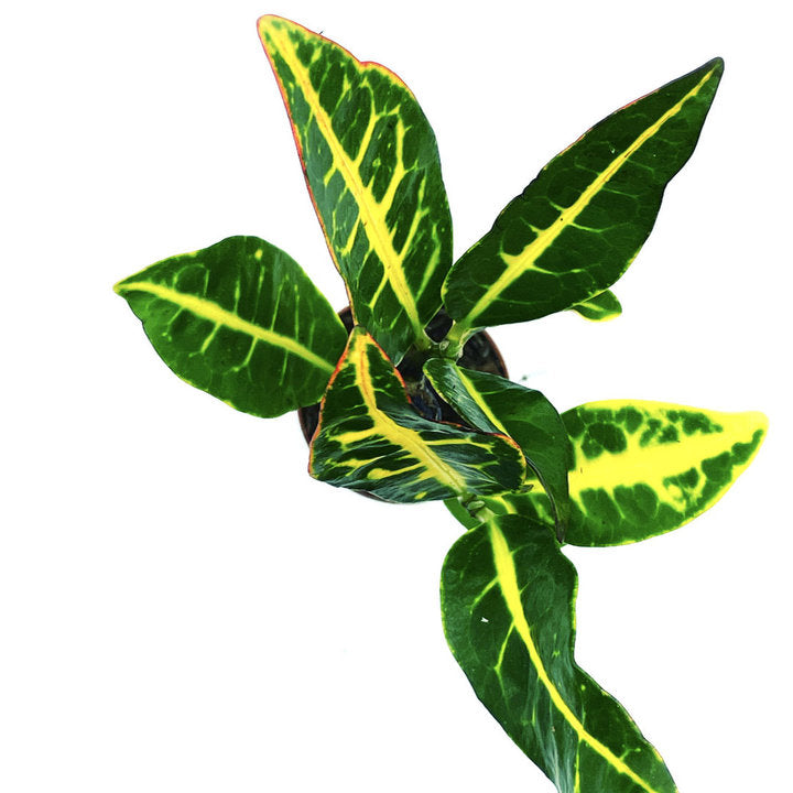 Codiaeum variegatum 'Petra' | Wunderstrauch | Kroton