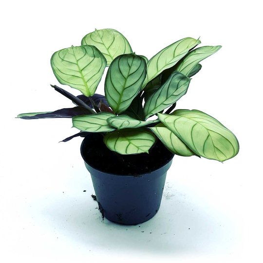 Ctenanthe burle marxii 'Amagris' | Kamm-Marante | Pfeilwurz