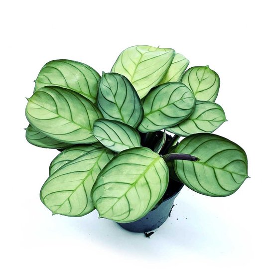 Ctenanthe burle marxii 'Amagris' | Kamm-Marante | Pfeilwurz