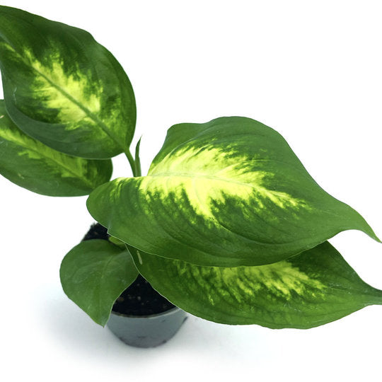 Dieffenbachia maculata 'Camilla' | Giftaron | Schweigrohr