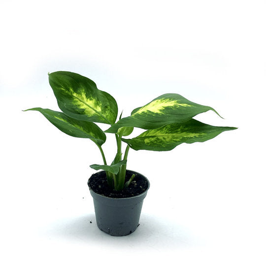 Dieffenbachia maculata 'Camilla' | Giftaron | Schweigrohr