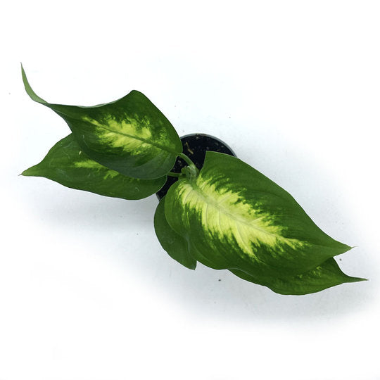 Dieffenbachia maculata 'Camilla' | Giftaron | Schweigrohr