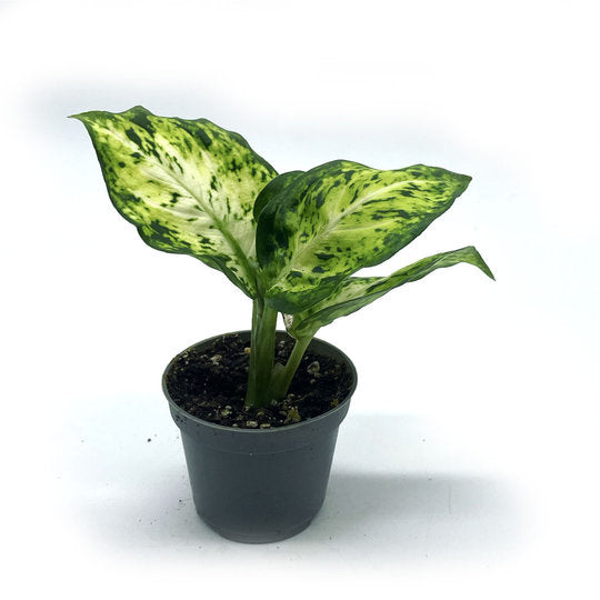 Dieffenbachia seguine 'Mars' | Giftaron | Schweigrohr