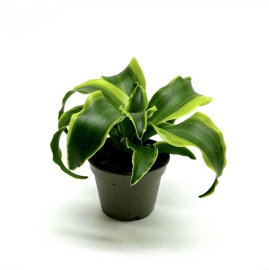 Draceana fragrans 'Lemon Surprise' | Duftender Drachenbaum