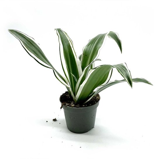 Draceana fragrans 'White Jewel' | Duftender Drachenbaum