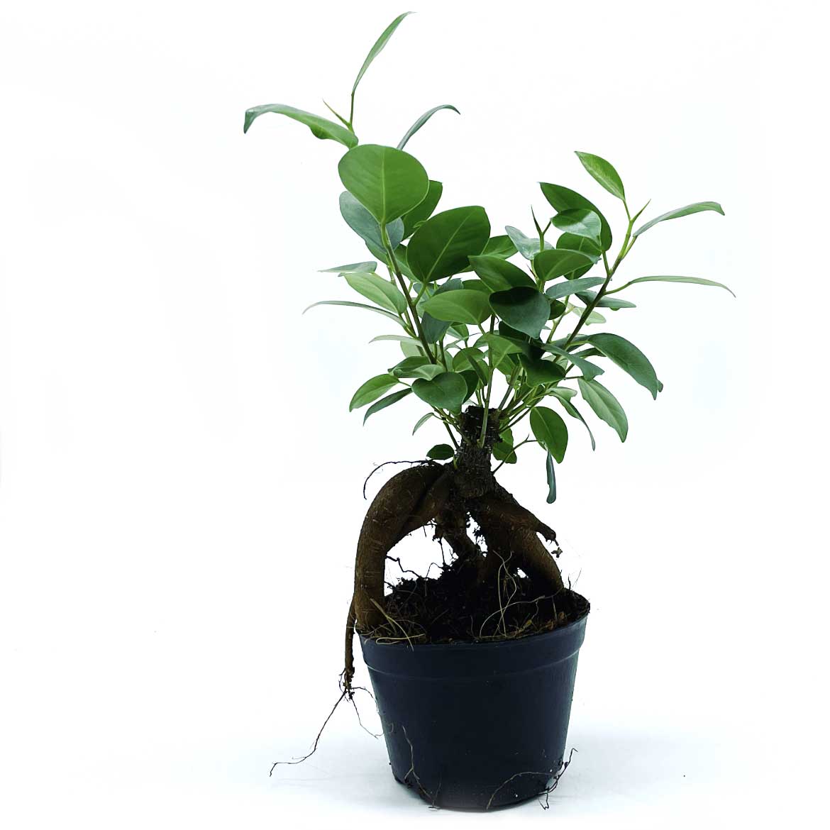 Ficus microcarpa 'Ginseng' | Ficus Bonsai | Chinesische Feige