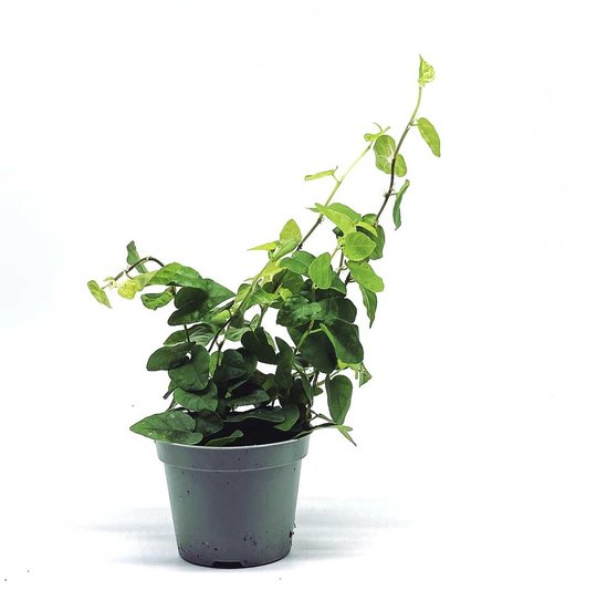Ficus pumila 'Arina' | Kletterfeige | Kriechfeige