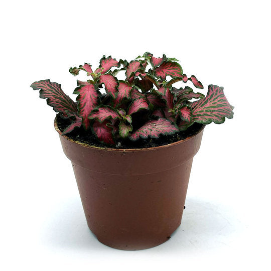 Fittonia albivenis 'Mosaic Tiger' | ehem. verschaffeltii | Mosaikpflanze