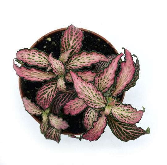 Fittonia albivenis 'Pink Forest Flame' | ehem. verschaffeltii | Mosaikpflanze