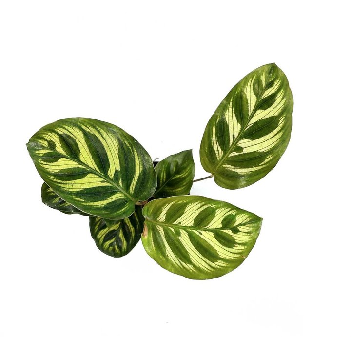 Goeppertia makoyana | Calathea makoyana | Pfauen-Korbmarante, Pfeilwurz