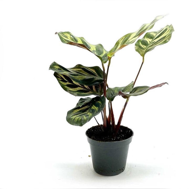 Goeppertia makoyana | Calathea makoyana | Pfauen-Korbmarante, Pfeilwurz