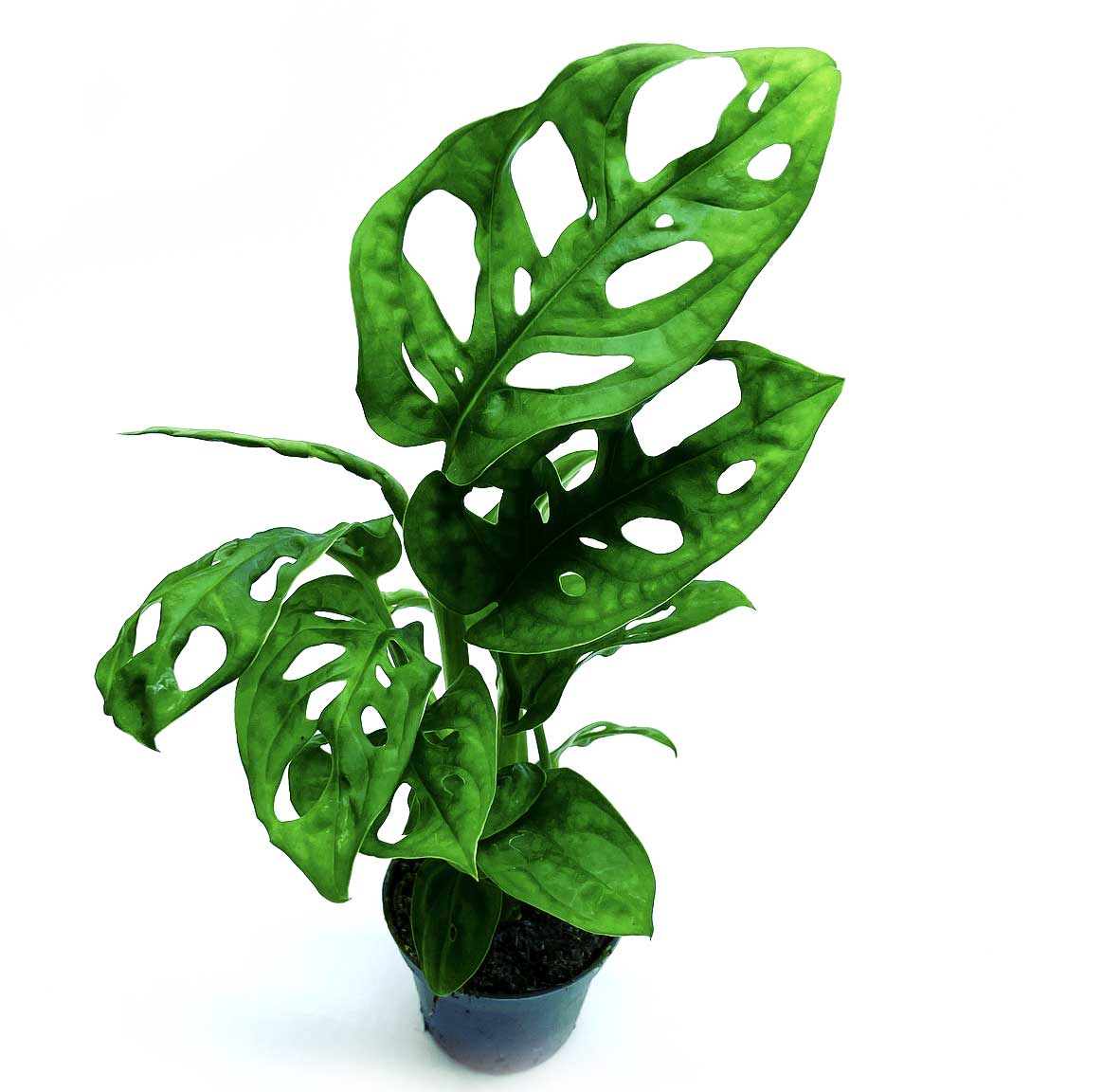 Monstera adansonii 'Monkey Mask' | Schiefes Fensterblatt