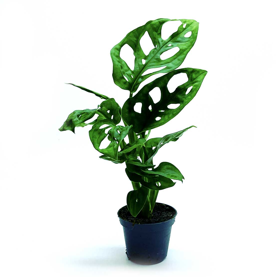 Monstera adansonii 'Monkey Mask' | Schiefes Fensterblatt